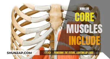 Core Muscles: What's Included and Why It Matters