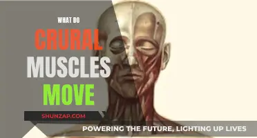 Understanding the Movement of Crural Muscles