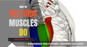 Deltoids: Understanding Their Role and Function