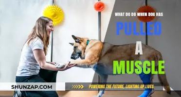 Dog Pulled a Muscle? Quick Care Tips for Recovery