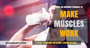 How Enzymes Generate Energy for Muscle Function and Performance