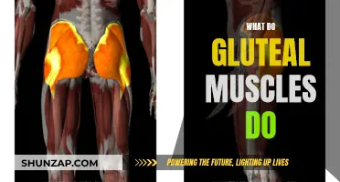 Gluteal Muscles: Powering Your Movement and Posture