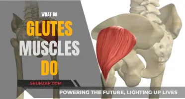 Glute Muscles: Powering Your Movement and Posture