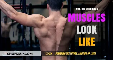 Sculpted Strength: The Aesthetic and Functional Beauty of Healthy Back Muscles