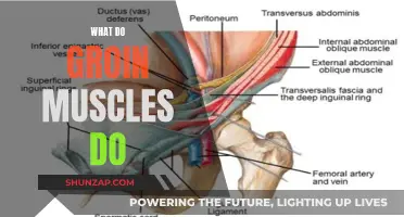 Groin Muscles: Supporting Your Body's Core Stability