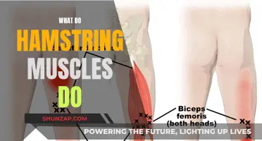 Hamstring Muscles: Their Function and Your Wellbeing
