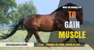 Building Muscle in Horses: Optimal Diet for Strength and Growth
