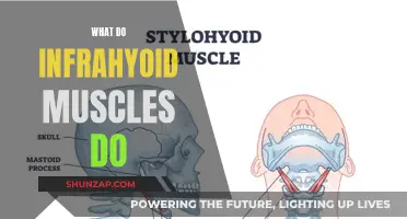 The Infrahyoid Muscles: Supporting Actors in Your Neck