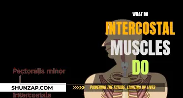 Intercostal Muscles: Supporting Your Every Breath