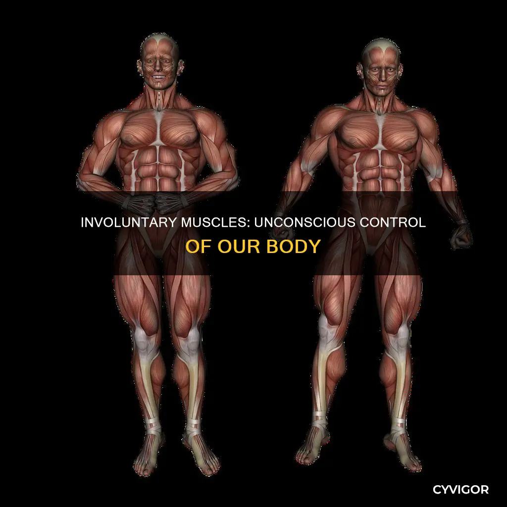 what do involuntary muscles do
