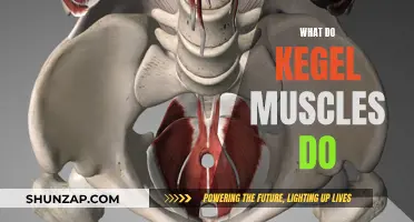 Kegel Muscles: Strengthening Your Pelvic Floor