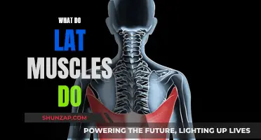 Latissimus and Its Function: Understanding the Muscle's Role