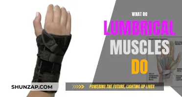 Lumbricals: The Muscles That Move Your Toes