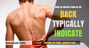 Understanding Back Muscle Pain: Common Causes and What They Indicate