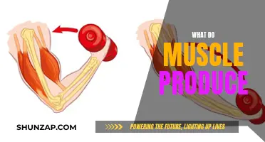 How Muscles Produce Movement and Heat