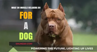 Understanding Muscle Relaxers: Benefits and Uses for Dogs Explained