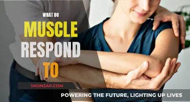 How Muscles Respond to Stimuli