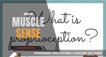 How Muscles Feel and React to the World
