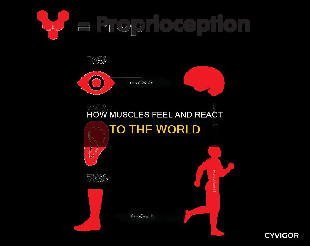 what do muscle sense