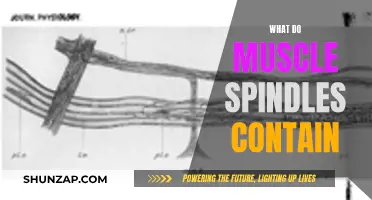 Muscle Spindles: Sensors and Their Function