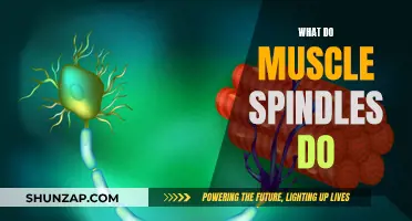 Understanding Muscle Spindles: Their Role and Function in the Body