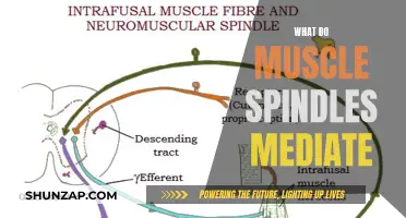 Understanding Muscle Spindle Functions: Mediating Movement and Reflexes