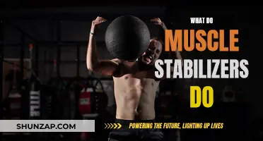 Muscle Stabilizers: Supporting Your Body's Structural Integrity
