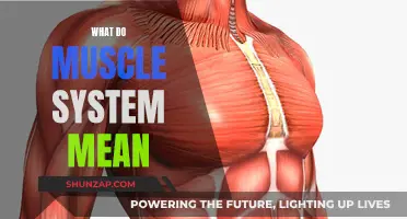 Understanding the Muscle System: Function and Form