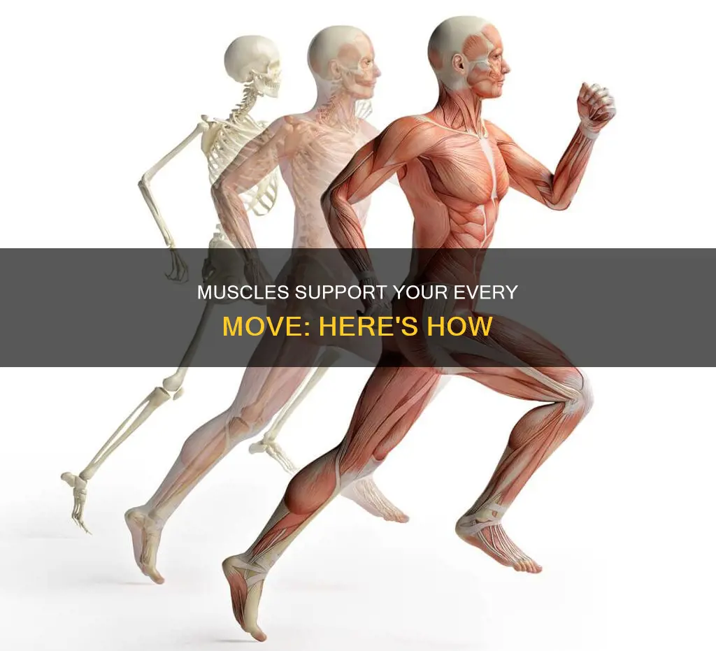 what do muscled support