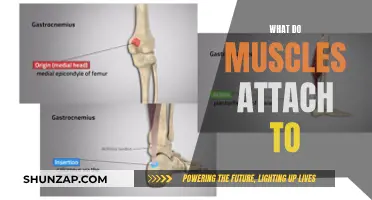 Muscles' Attachments: Bones, Tendons, and More