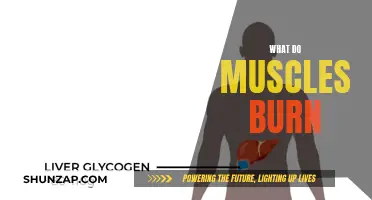 Muscle Fuel: Burning Calories and Fat for Energy