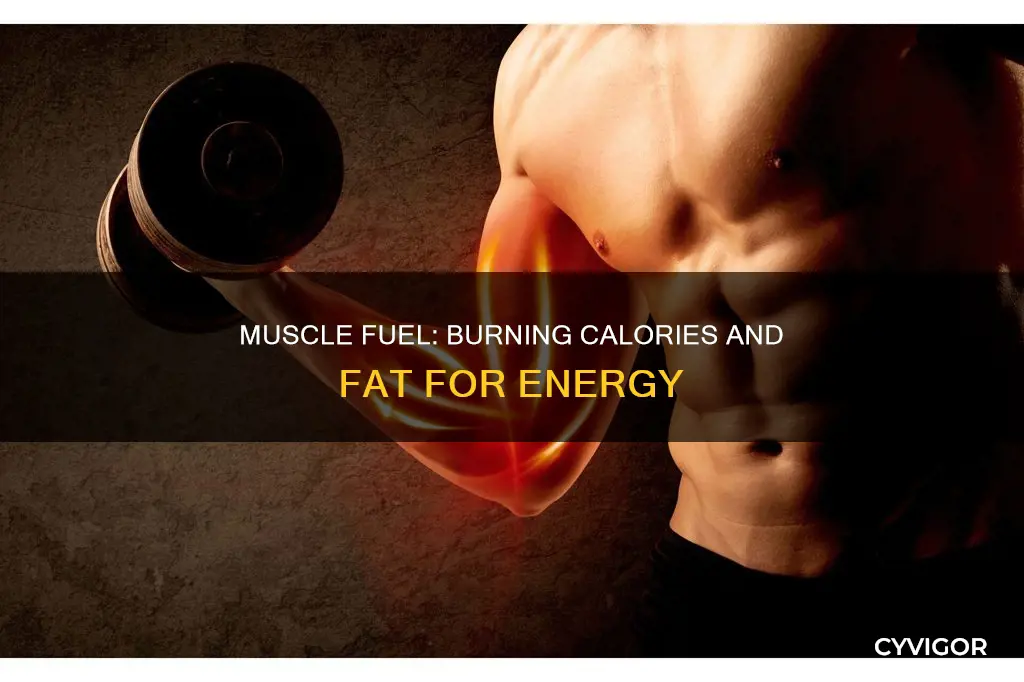 what do muscles burn
