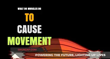 How Muscles Contract and Coordinate to Enable Human Movement