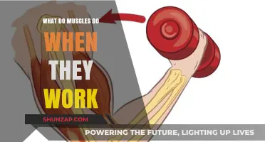 How Muscles Function: Understanding Their Role in Movement and Strength