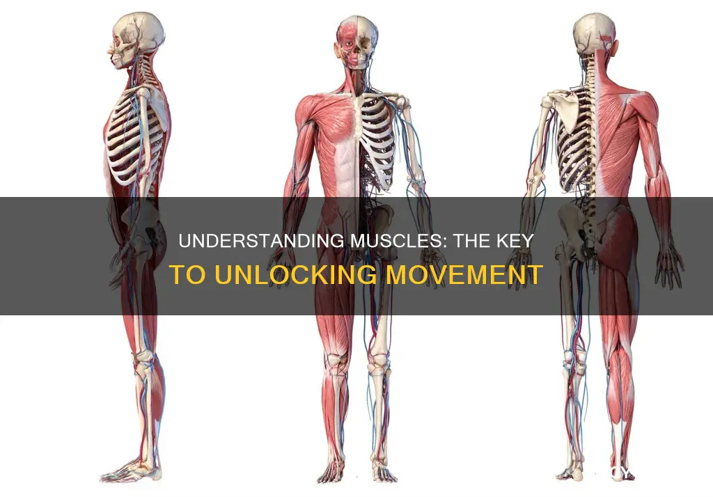 what do muscles hold