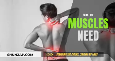 Muscle Maintenance: What Your Muscles Need to Function