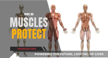Protecting Your Vital Organs: The Role of Muscles