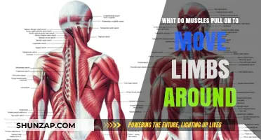 How Muscles and Tendons Work Together to Move Limbs