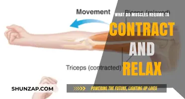 Muscle Contraction and Relaxation: Essential Requirements for Optimal Function