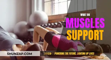 Muscles: Supporting Our Bodies' Movement and Posture