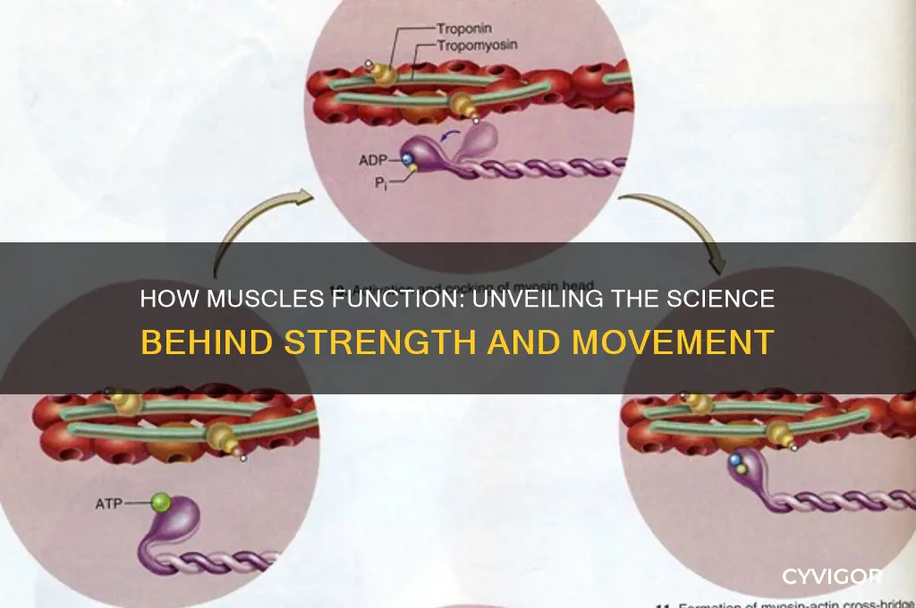 what do muscles work by