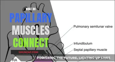 Papillary Muscles: Vital Heart-Valve Connectors