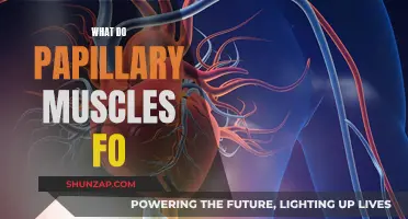 Papillary Muscles: The Heart's Essential Gatekeepers