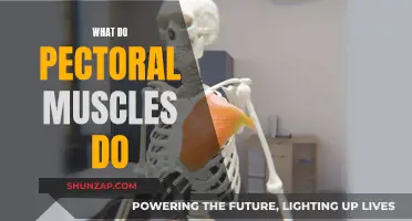 Pectoral Muscles: Powering Upper Body Strength and Movement
