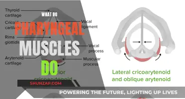Pharyngeal Muscles: Their Functions and Importance