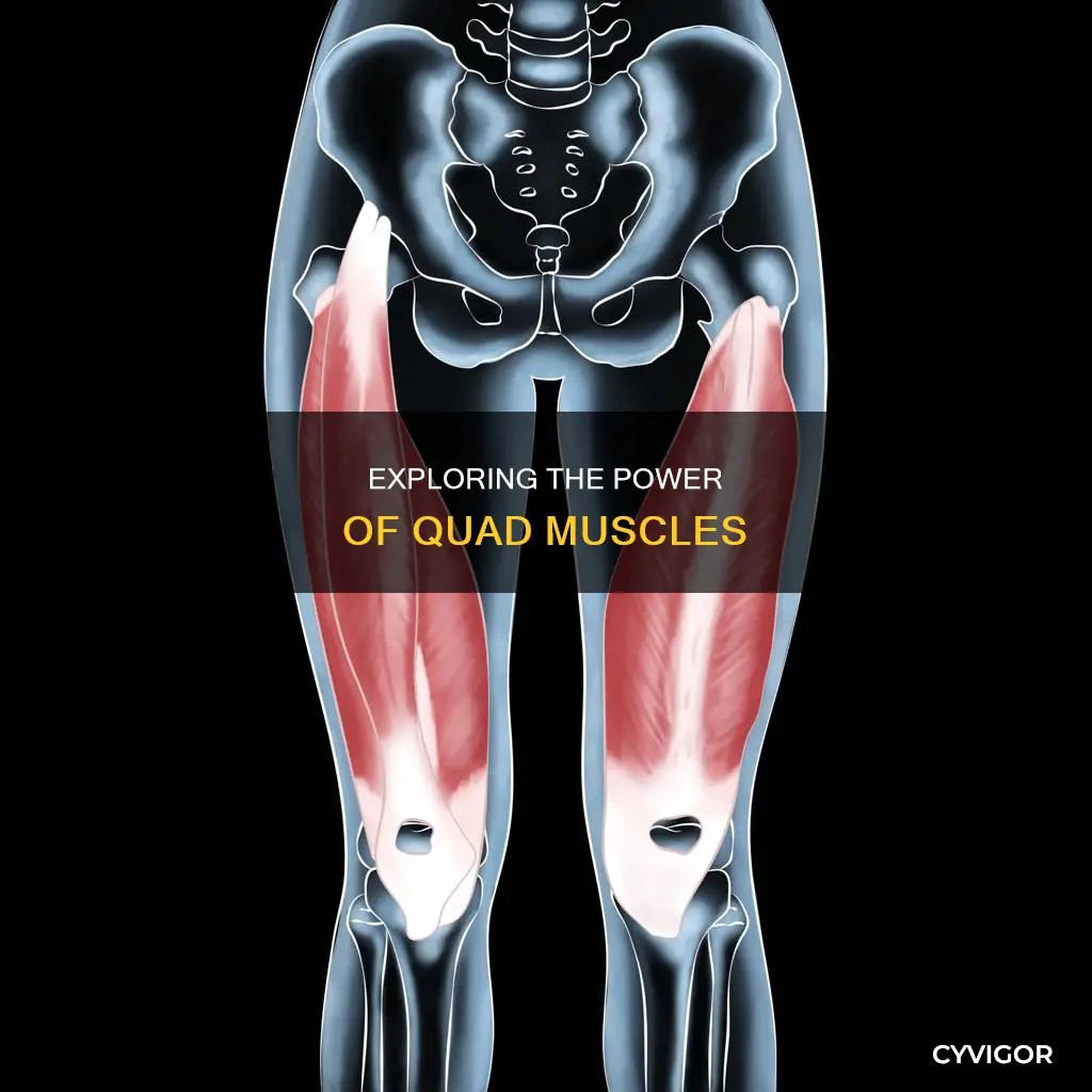 what do quad muscles do