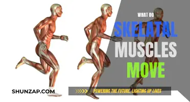 Skeletal Muscles: The Body's Movers and Shapers