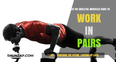 Skeletal Muscles: Why They Work in Pairs for Movement and Stability