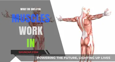 Understanding Skeletal Muscles: Functions, Movements, and Body Systems Involved