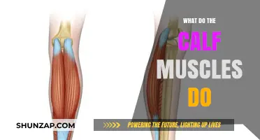 Unveiling the Powerhouse: Calf Muscles and Their Essential Functions